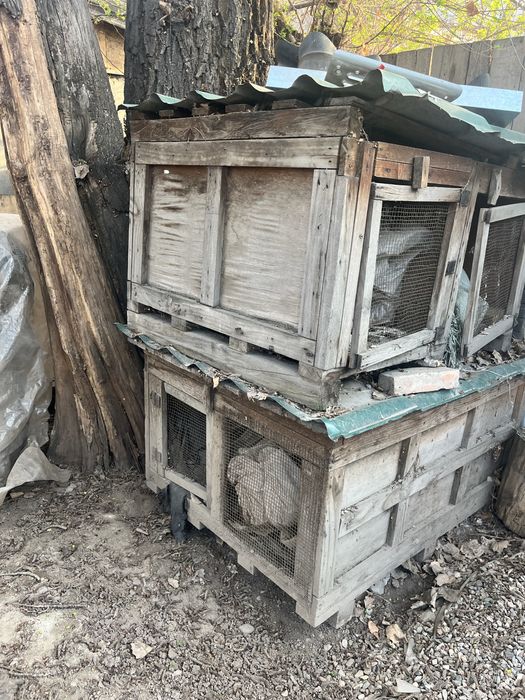 Крольчатник пара