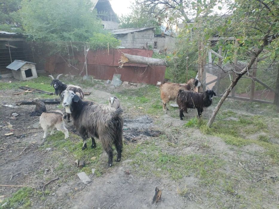 Ешки лагымен жане шибиш