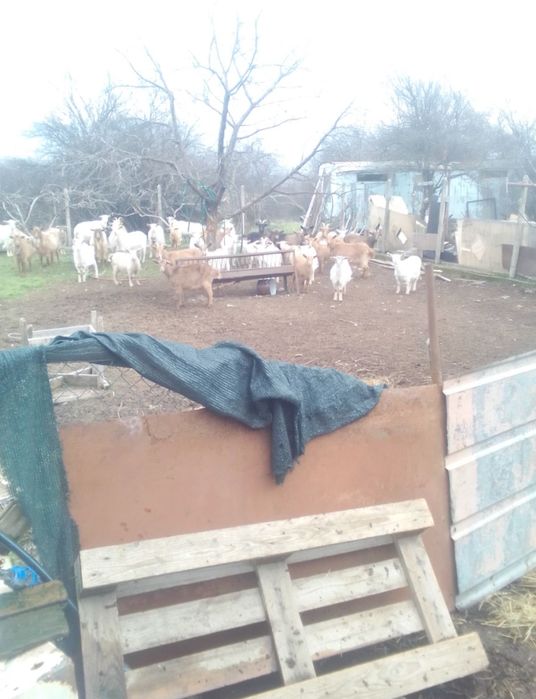 Продавам 30бр млади кози с ярета