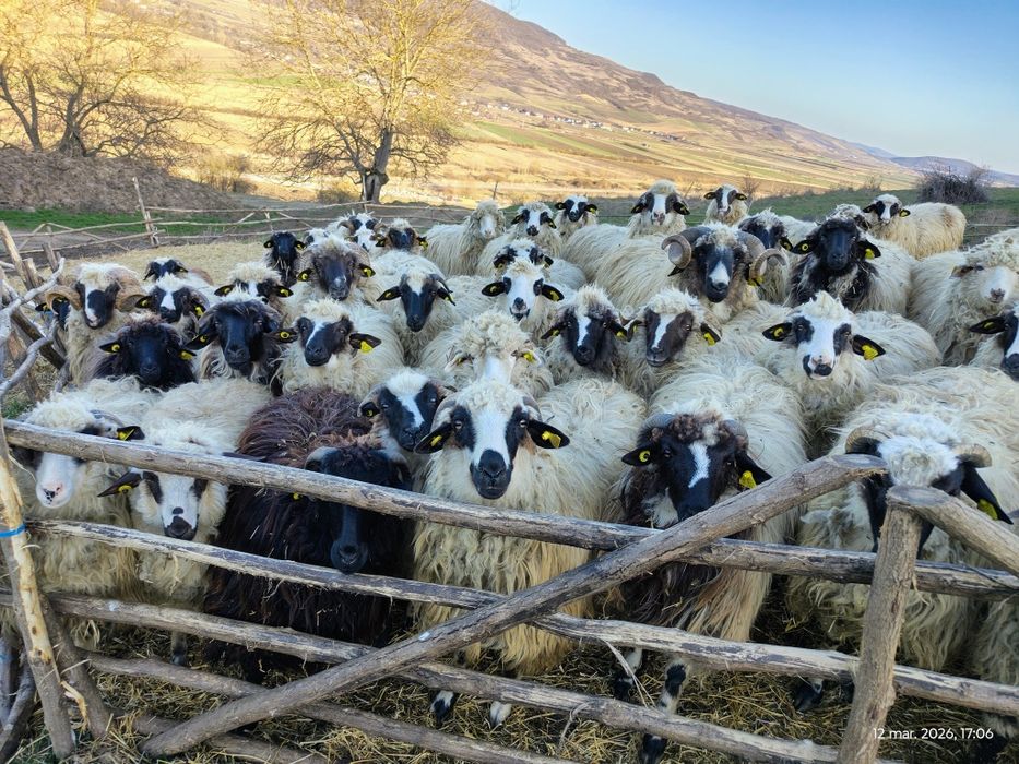 Oi , cârlani 50 bucăți