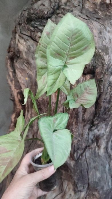 Сингониумы- растения комнатные