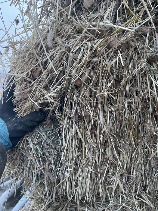 Сена шоп жонышка клевер