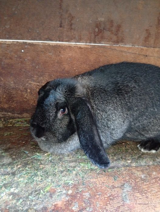 Продается крольчиха