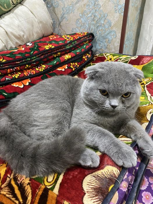 Британская вислоуха мальчик