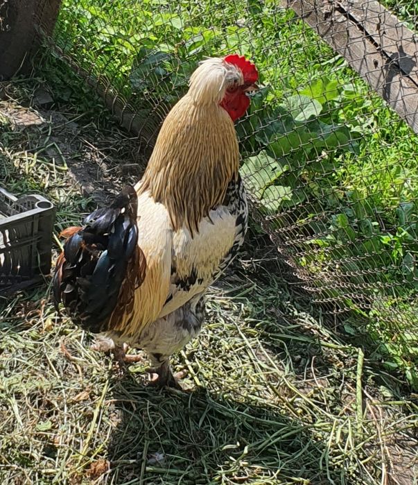 Продам петухов молодые домашние.