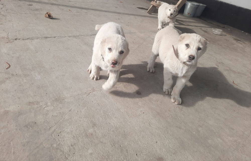 Щенки Алабайчиков девочки 50000тн