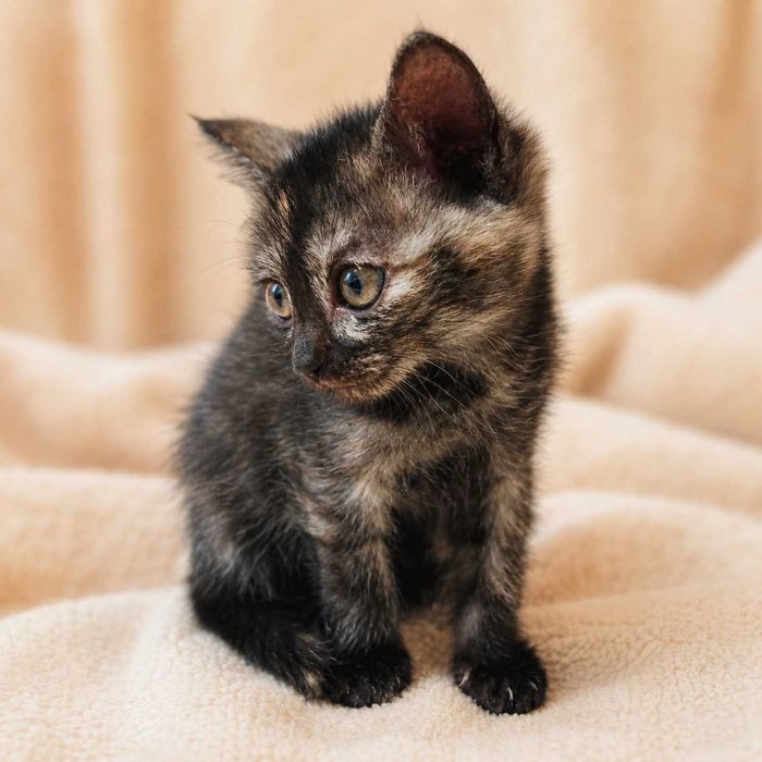 Котёнок Буся (черепаховый окрас)