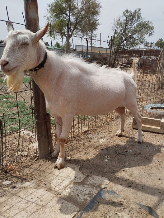 Голландский Занен