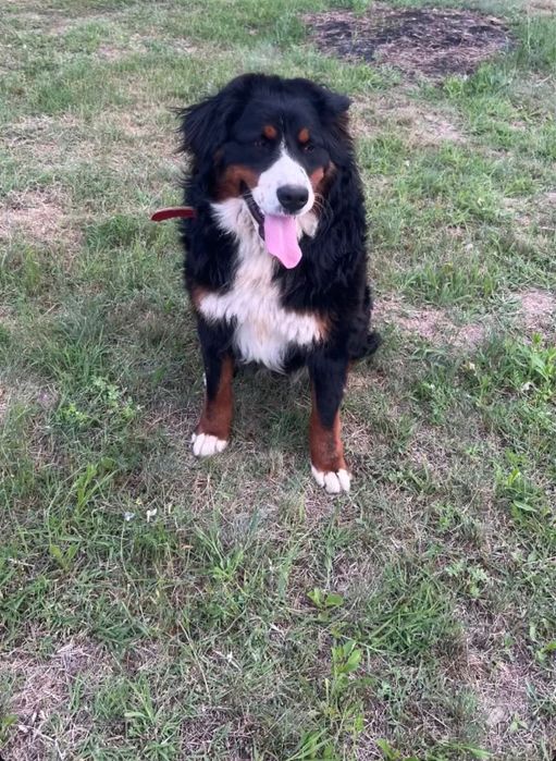 Donez femela Ciobanesc de Berna