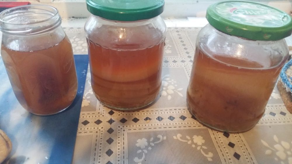 Ciuperca kombucha- skoby -Salonta