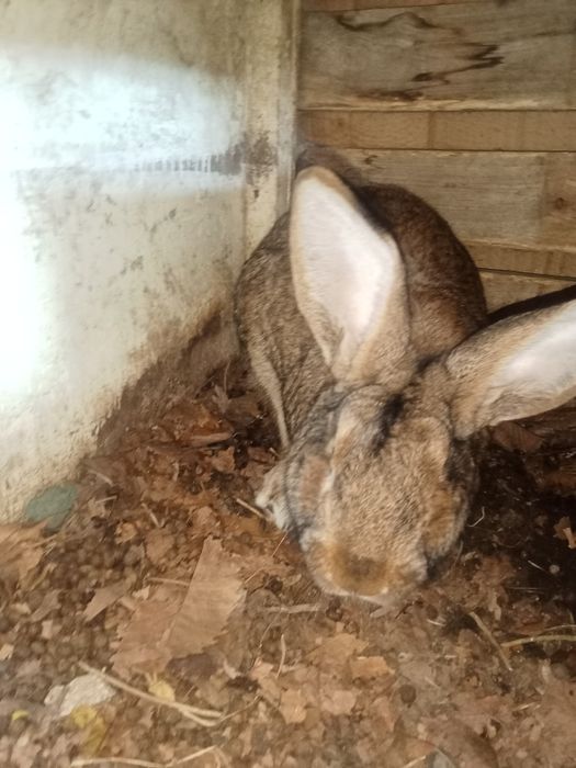 Продам кроликов фландер