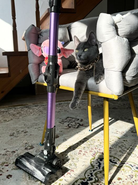 Потерялся котенок серый