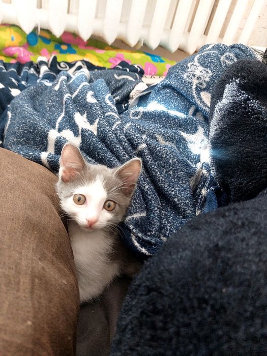 Котенок мальчик 2 месяц