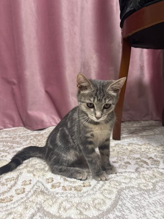 отдам кошку в добрые руки