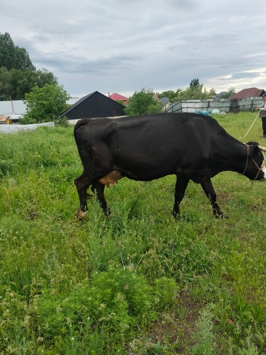 Дойная карова стельная корова