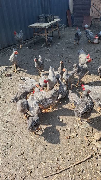Pui pentru tocană