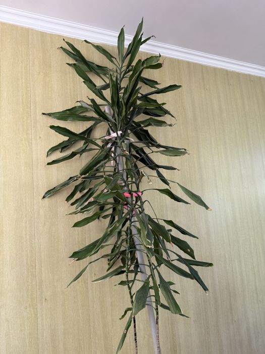 Драцена душистая