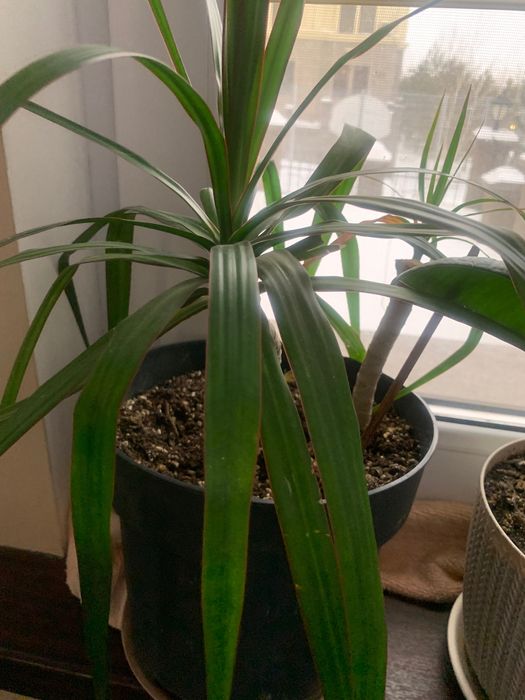 Цветы подарок на Праздник