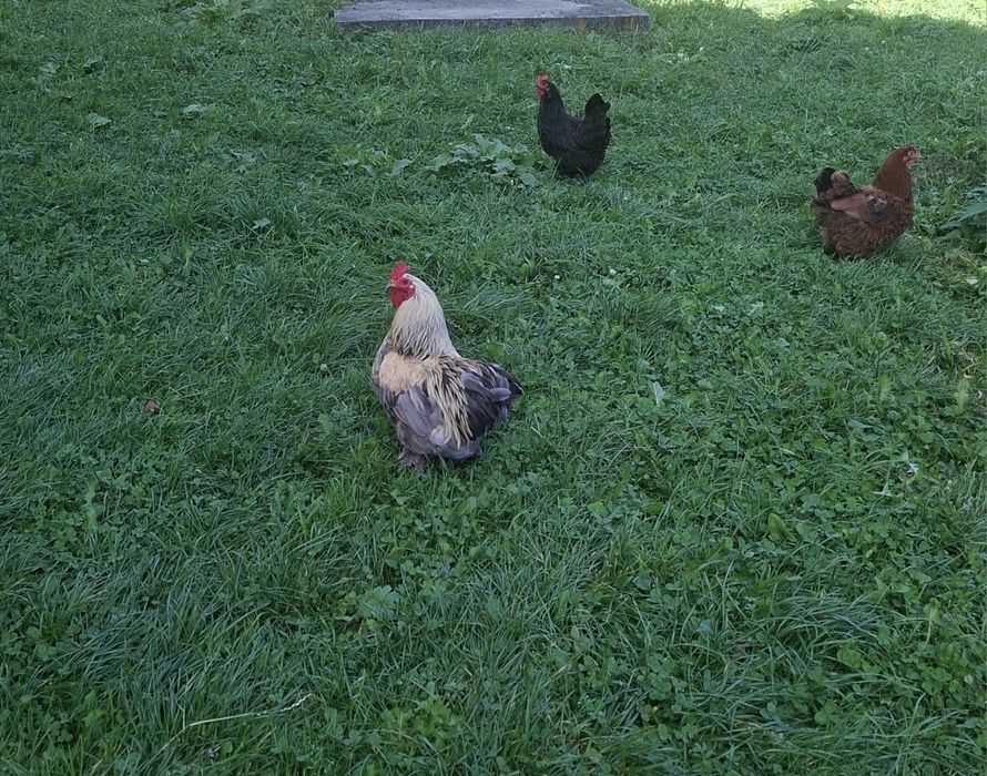 Vând cocosi diverse rase si culori