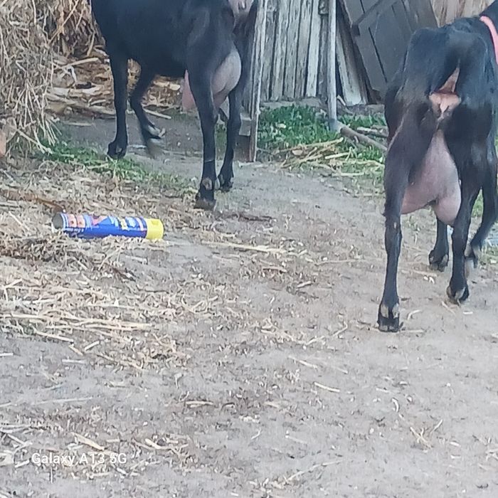 Vind capre murciano granadina rasă pură