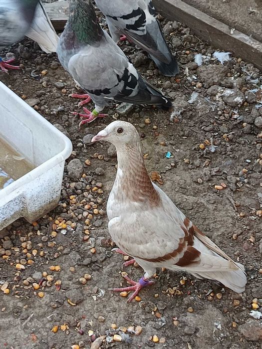 Vând  porumbei voiajori (zona comuna Berceni)