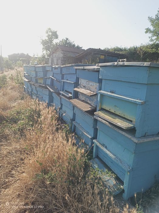 Кошери Дадат Блат 12р.