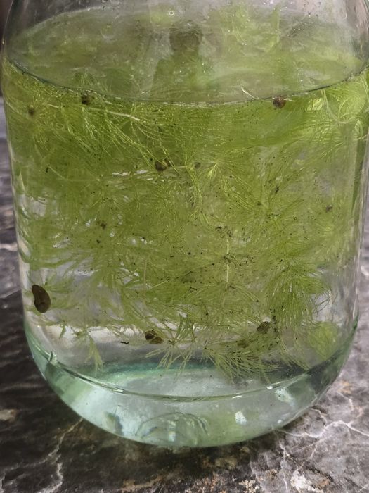 Отдам даром улитки и растения