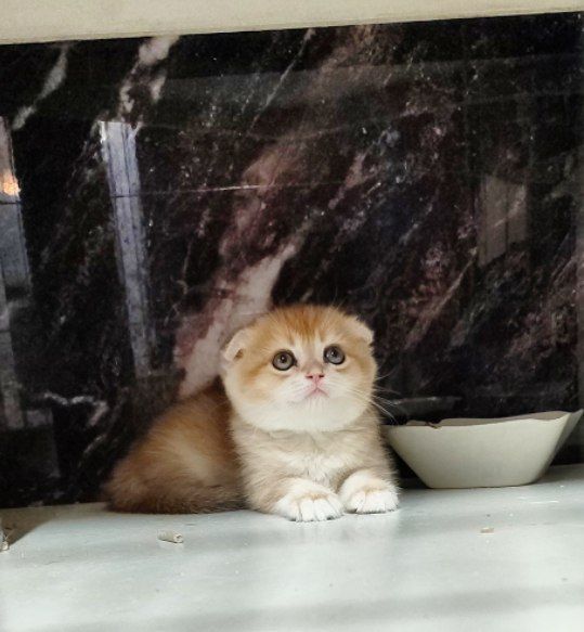 Девочка Скоттиш Фолд Золотая Шиншилла