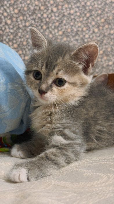 Отдадим котят в любящие руки!