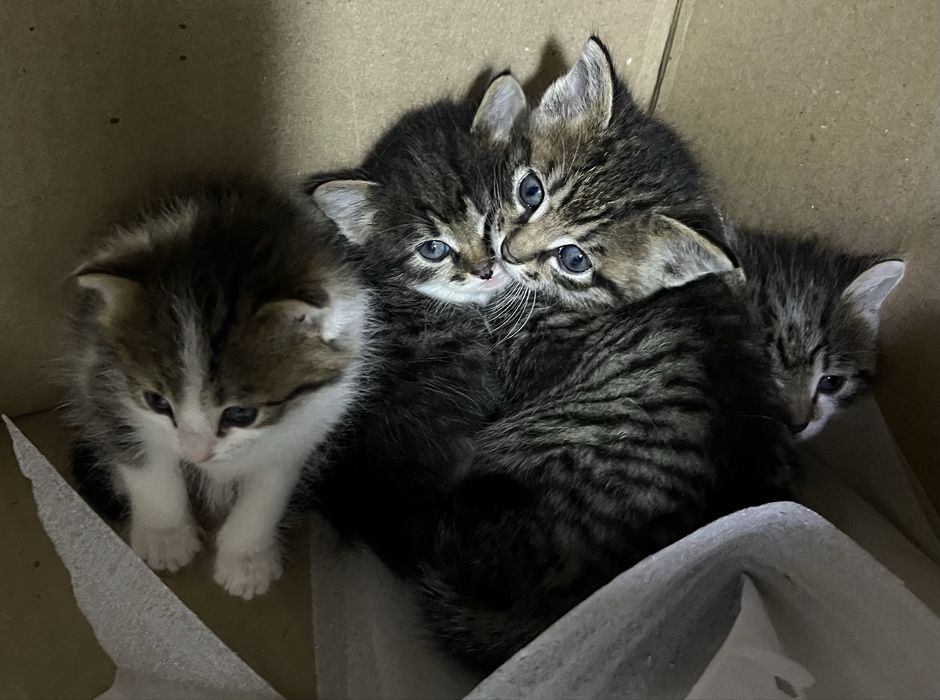 Котята бесплатно