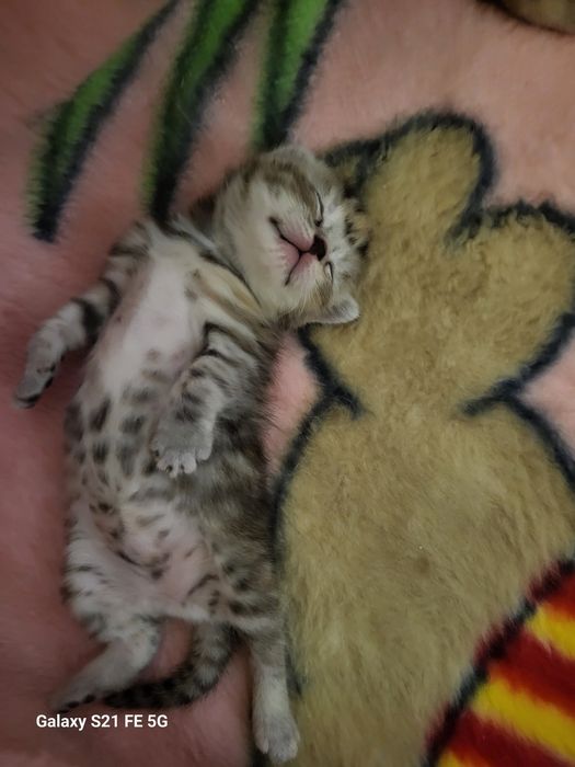 Продам шотландский котят.