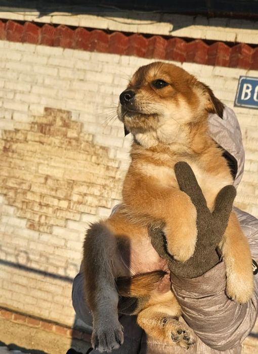 Отдам щенка крупного