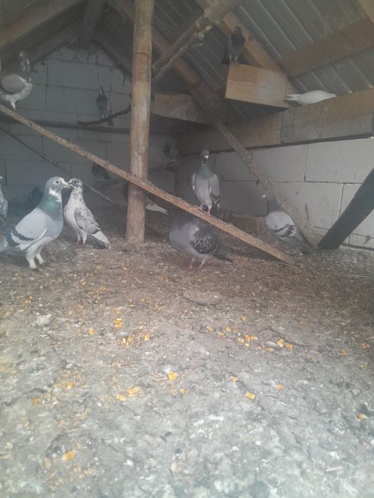 Vând porumbei voiajori bătrâni și pui