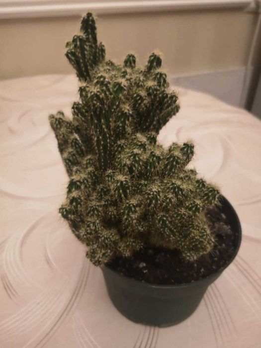 Кактус Цереус (скала)