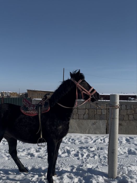 Дөнен 4 жаста сатылады