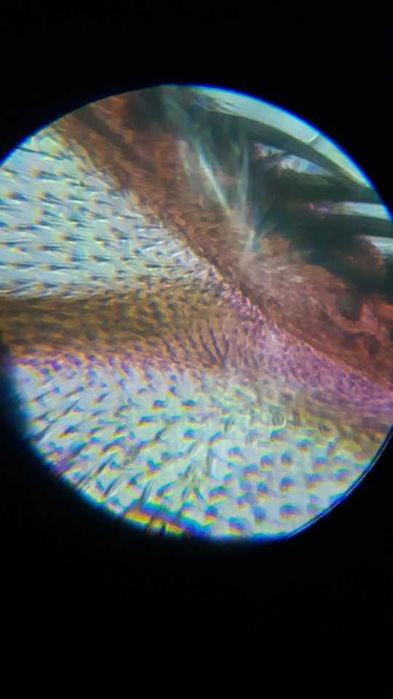 Биологический микроскоп бинокулярный (2000х)