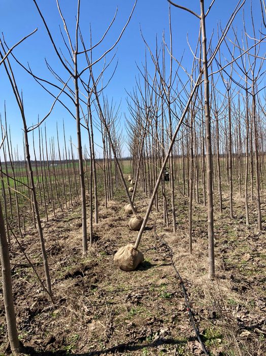 Paulownia Tomentosa - Arbori cu balot pentru aliniamente