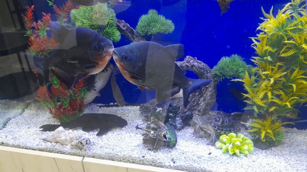 Перани балик 20см дан катта сотилади