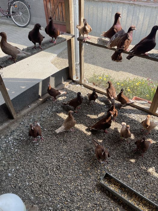 Porumbeii  isi cauta casa noua