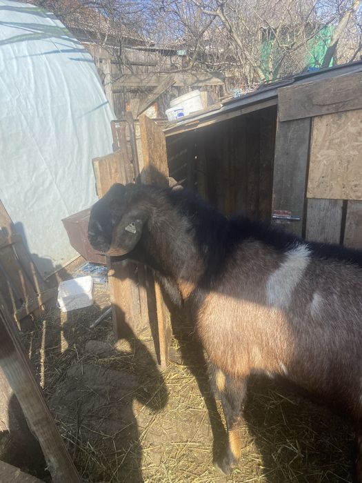 Tap  anglo nubian cu certificat