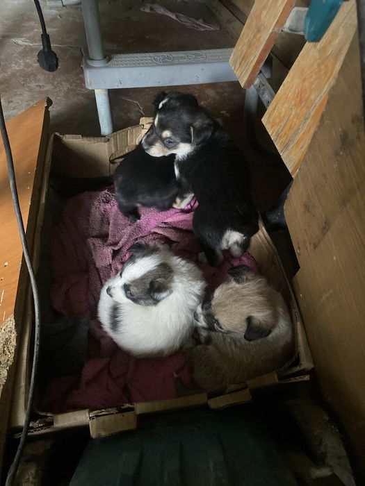 Животные щенки красивые