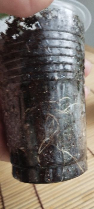 Укоренённые черенки клеродендрона Томпсона.