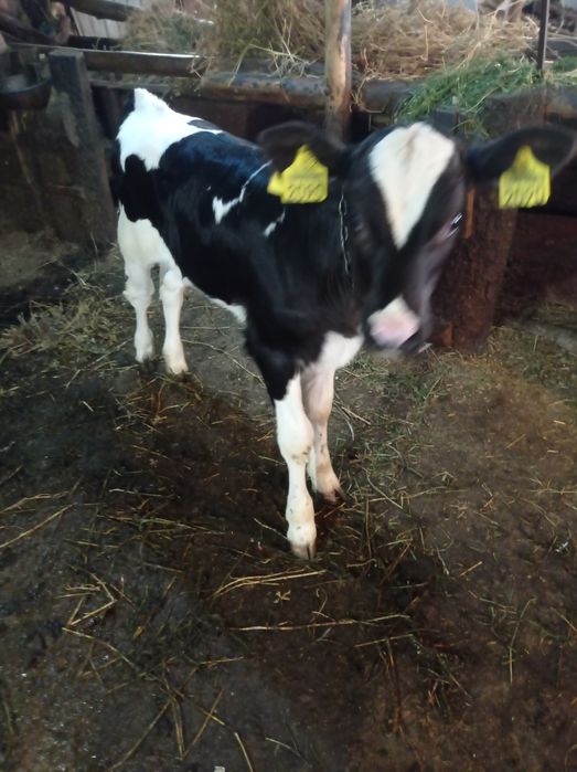 Vând vițică Holstein