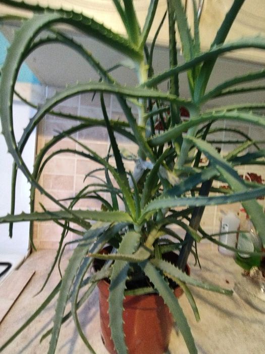 Алое лекарственные