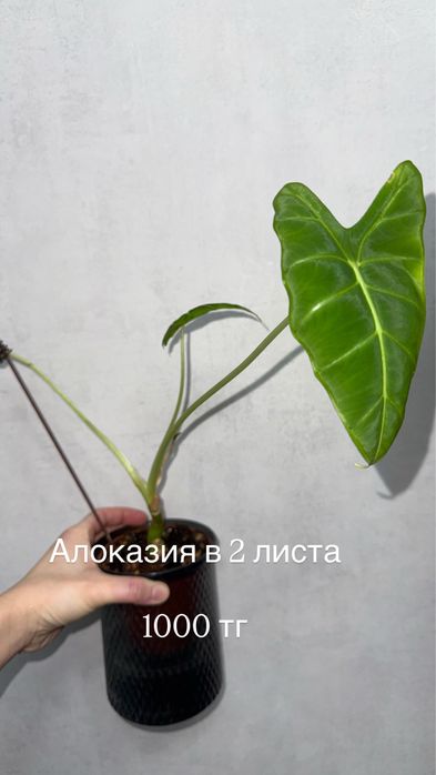 Комнатные растения цветы домашние