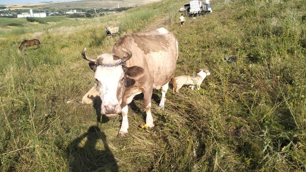 Vaca buna de lapte de vanzare