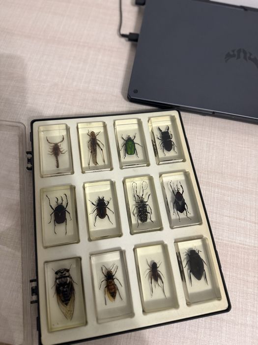 Insectar/ insecte impaiate