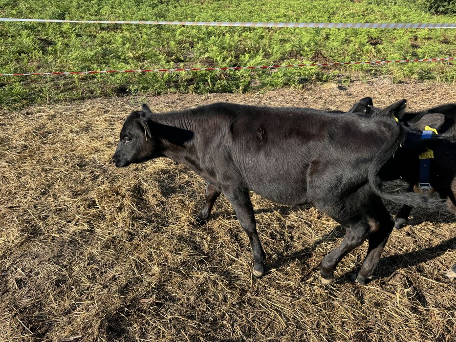 Viței Angus 4 luni