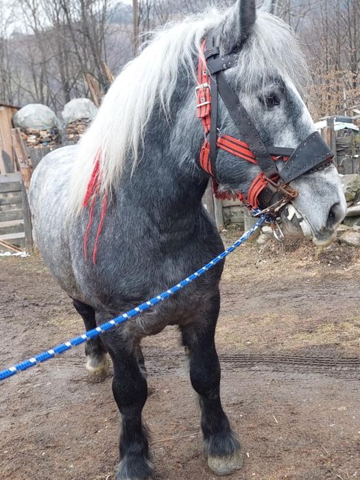 De vânzare mânz de 2 anii