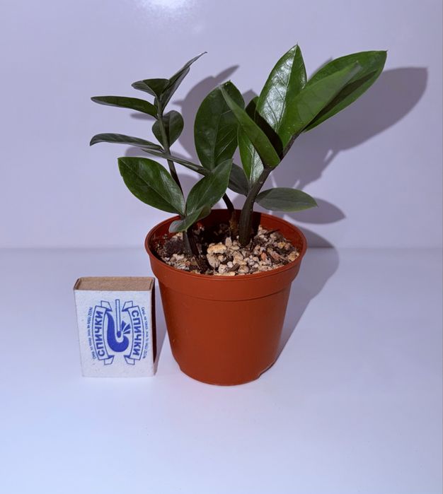 Замиокулькас, комнатные растения, комнатные цветы